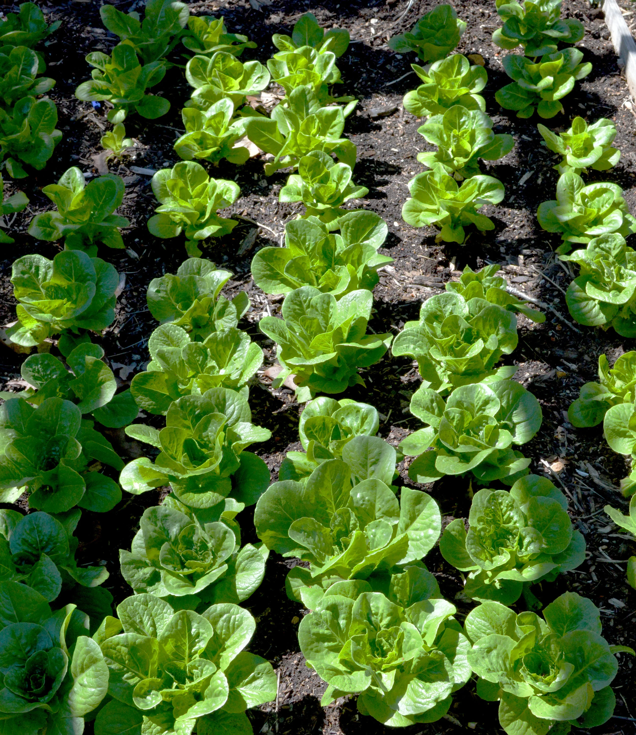 Lettuce Planted in March 2019