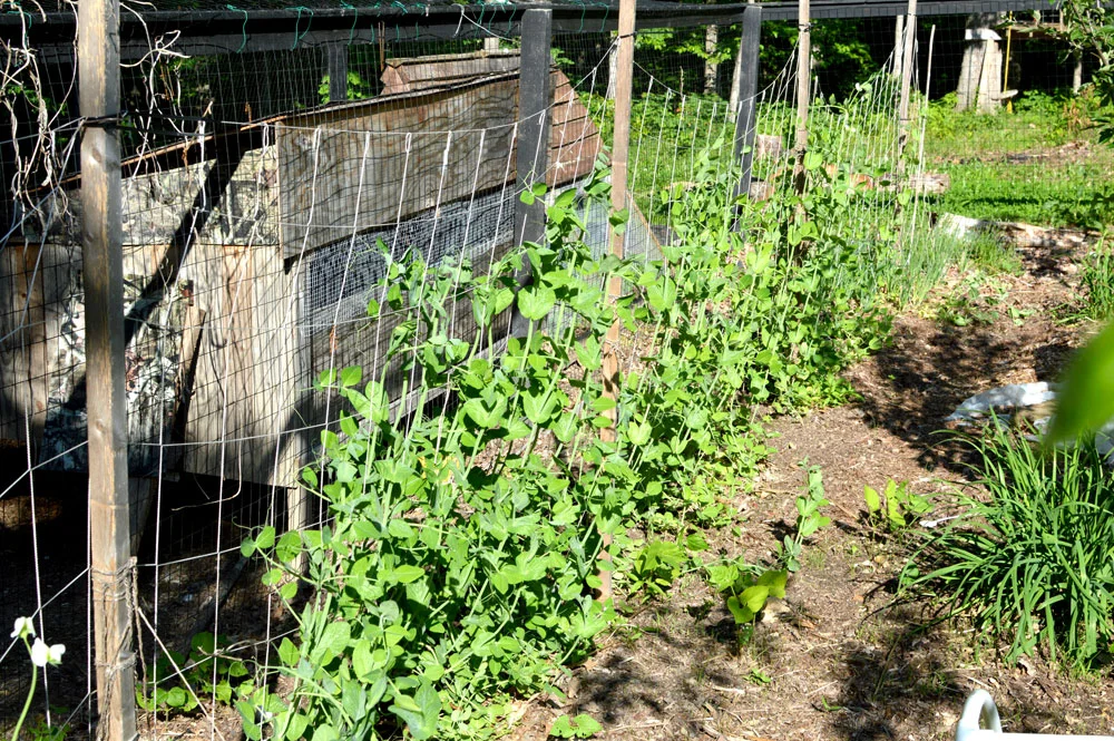 Snap Pea Trellis is just netting on a wood Frame