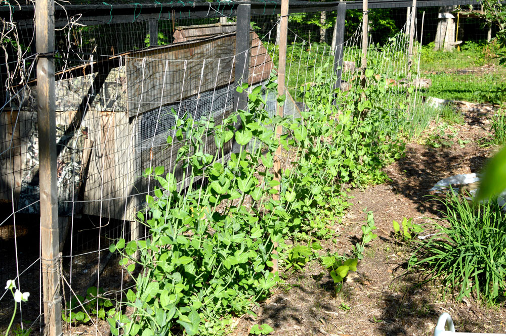  Snap Pea Trellis is just netting on a wood Frame 