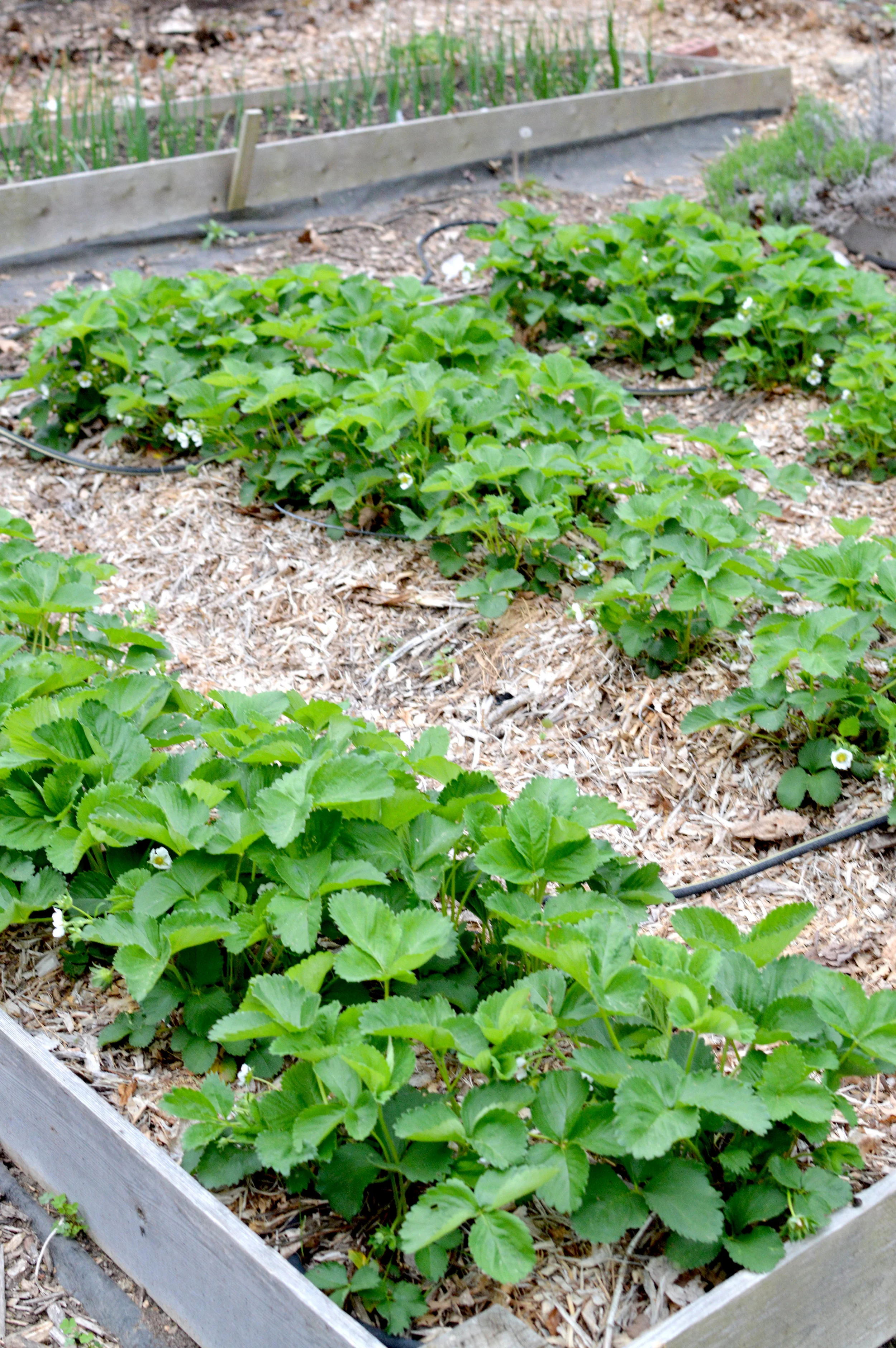 Strawberries in rows in a raised bed garden.