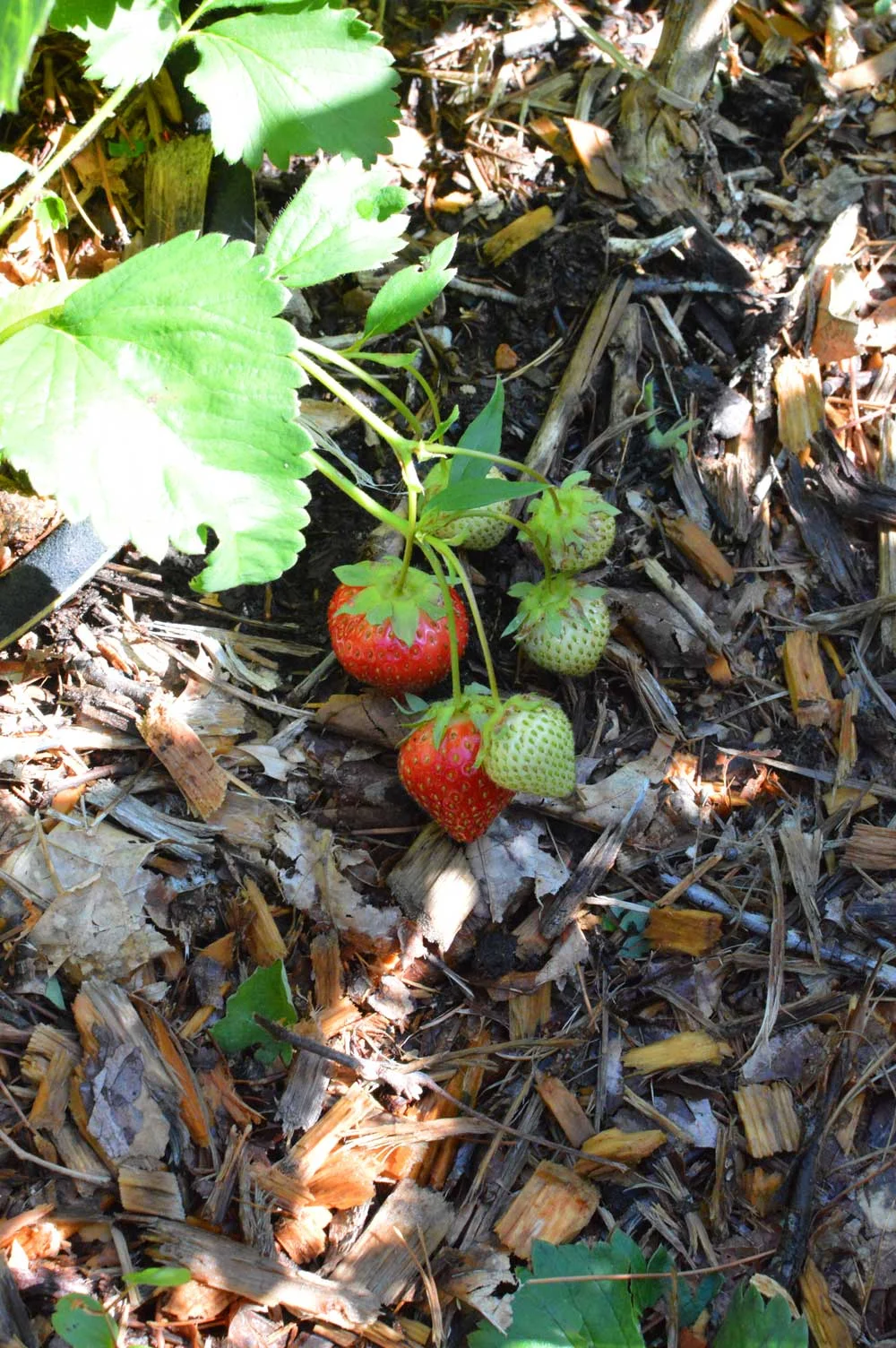 Strawberries with ripening fruit on top of wood chip mulch.