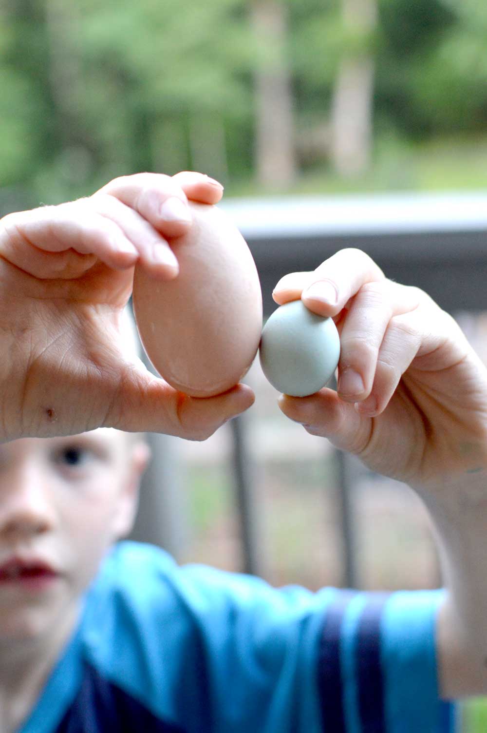  Our full size Americauna laid a miniature egg, almost as small as a robin egg. It was crazy! 