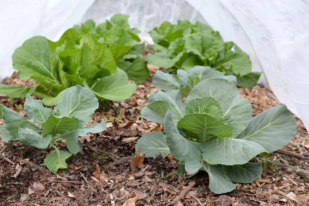 Cabbage Under a Row Cover.jpg