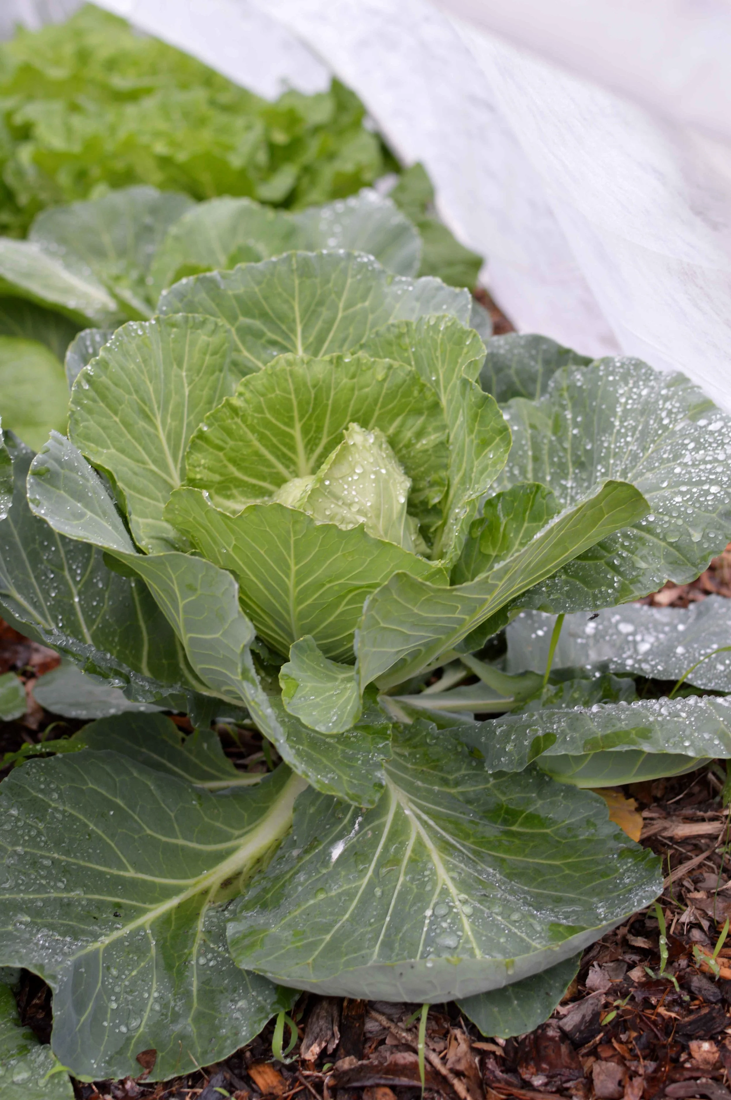 How to Prevent and Get Rid of Cabbage Worms Organically The Seasonal