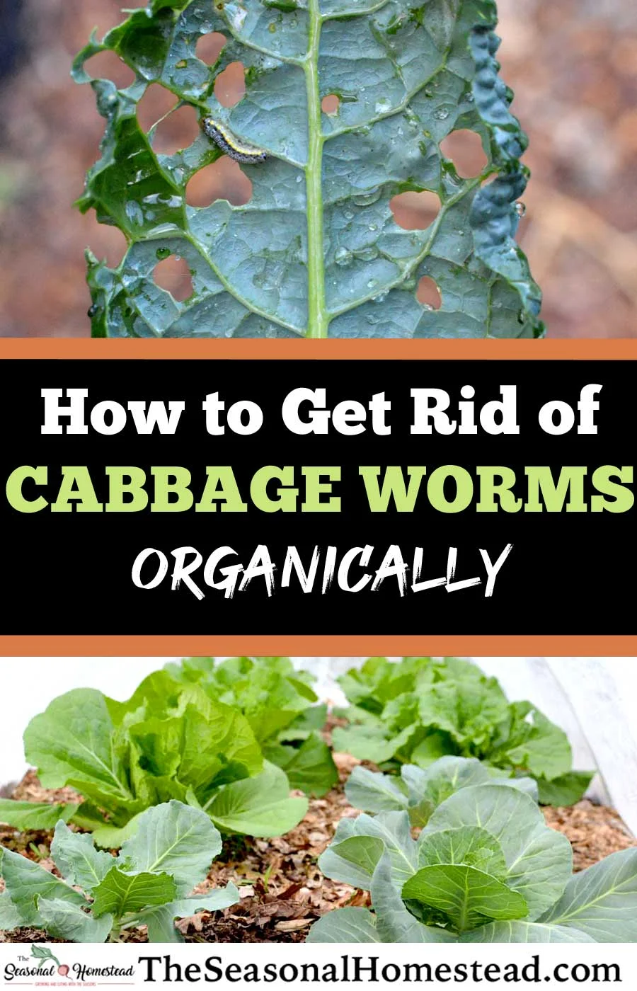 How to Prevent and Get Rid of Cabbage Worms Organically The Seasonal