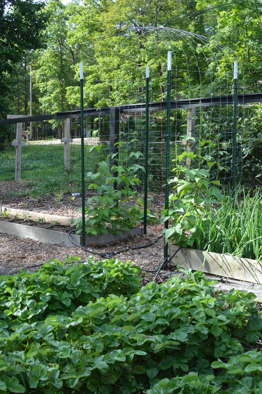 Good Mother Stallard Beans Starting to Climb the Trellis
