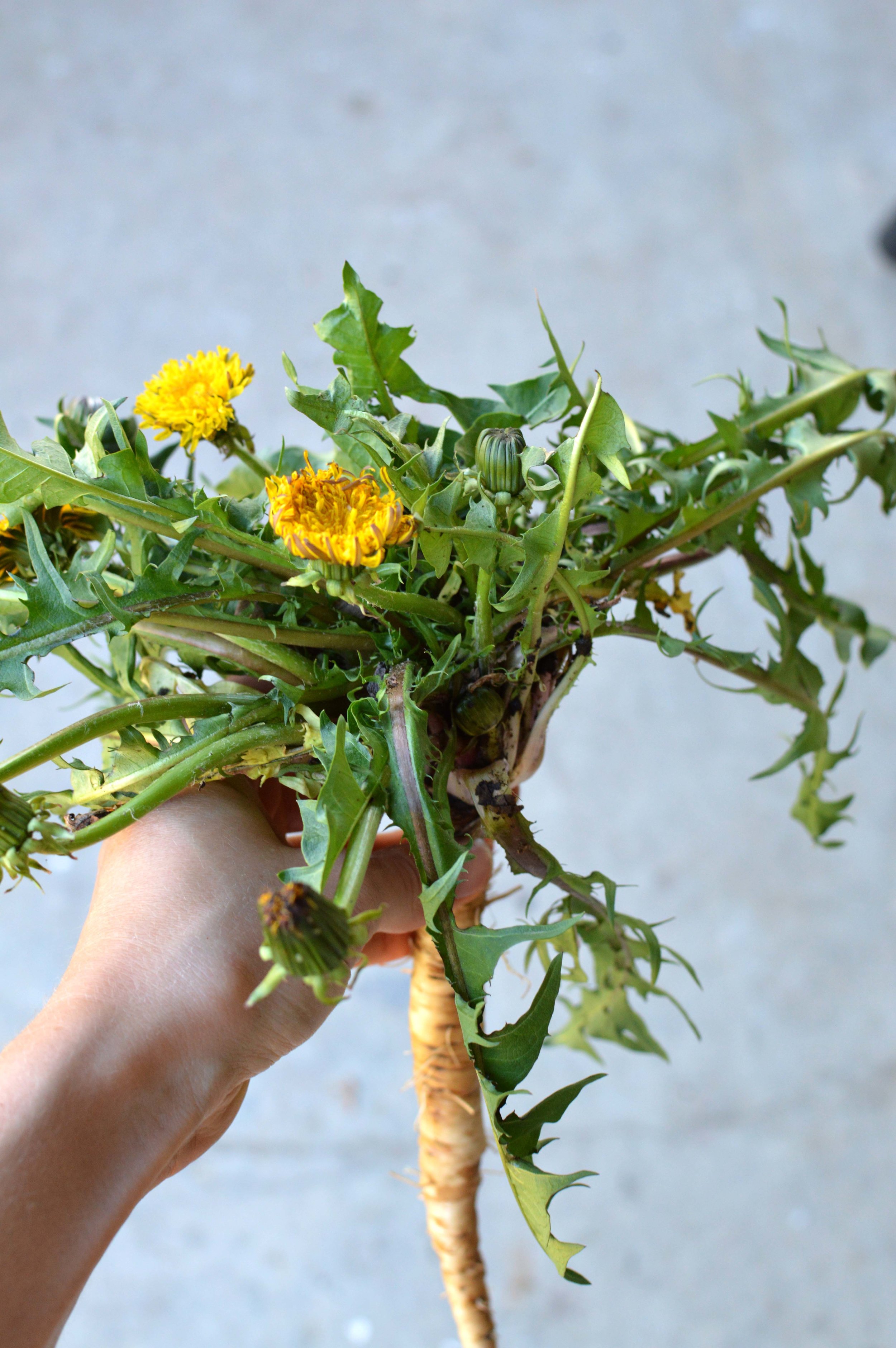  Dandelion Ready for dehydrating 