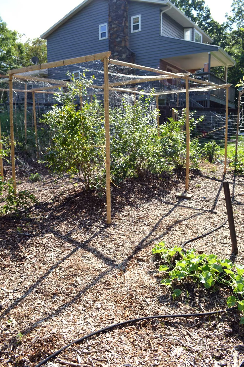 Blueberry-Netting.jpg