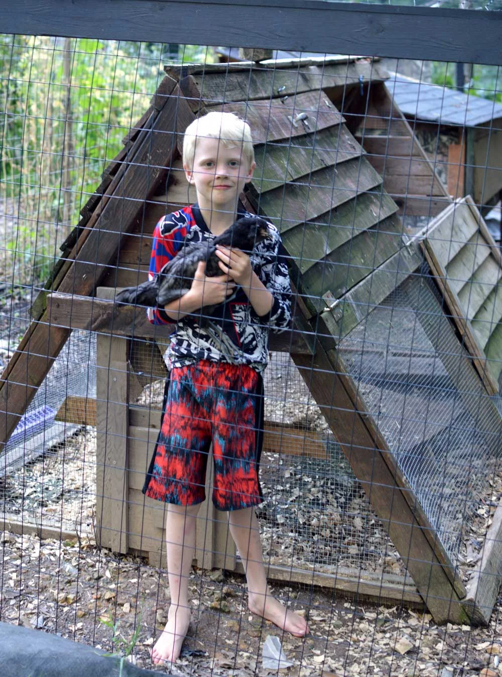 Looks like I have an extra trapped in the run Haha! And no, he never wears shoes, even after his run in with a copperhead.