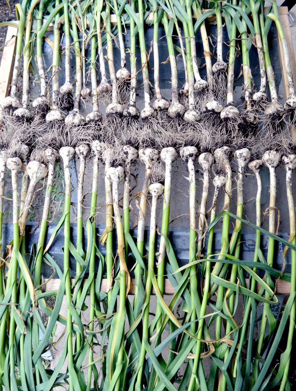  Hardneck Garlic Drying 