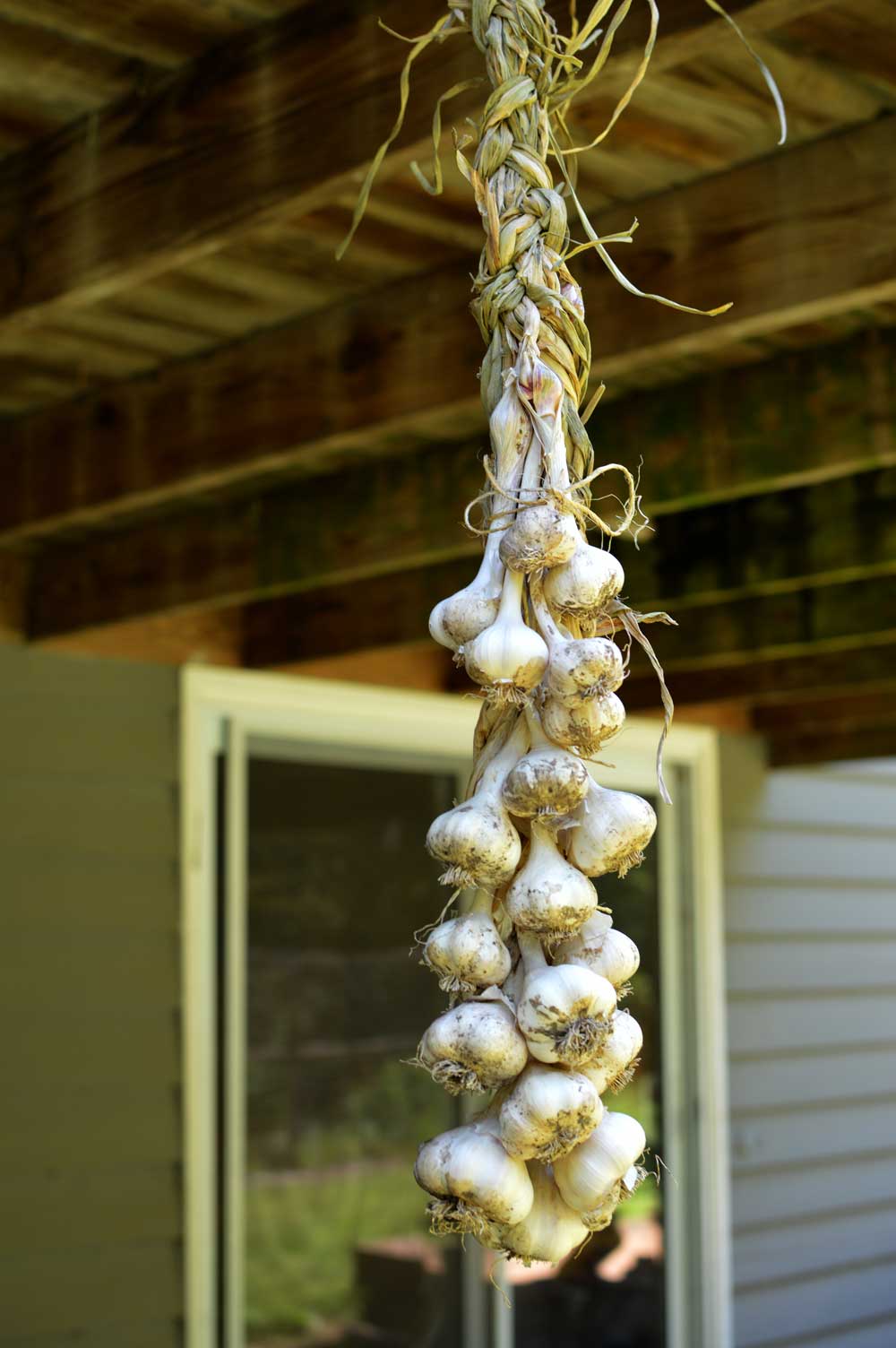  Softneck Garlic Harvested a few weeks ago 