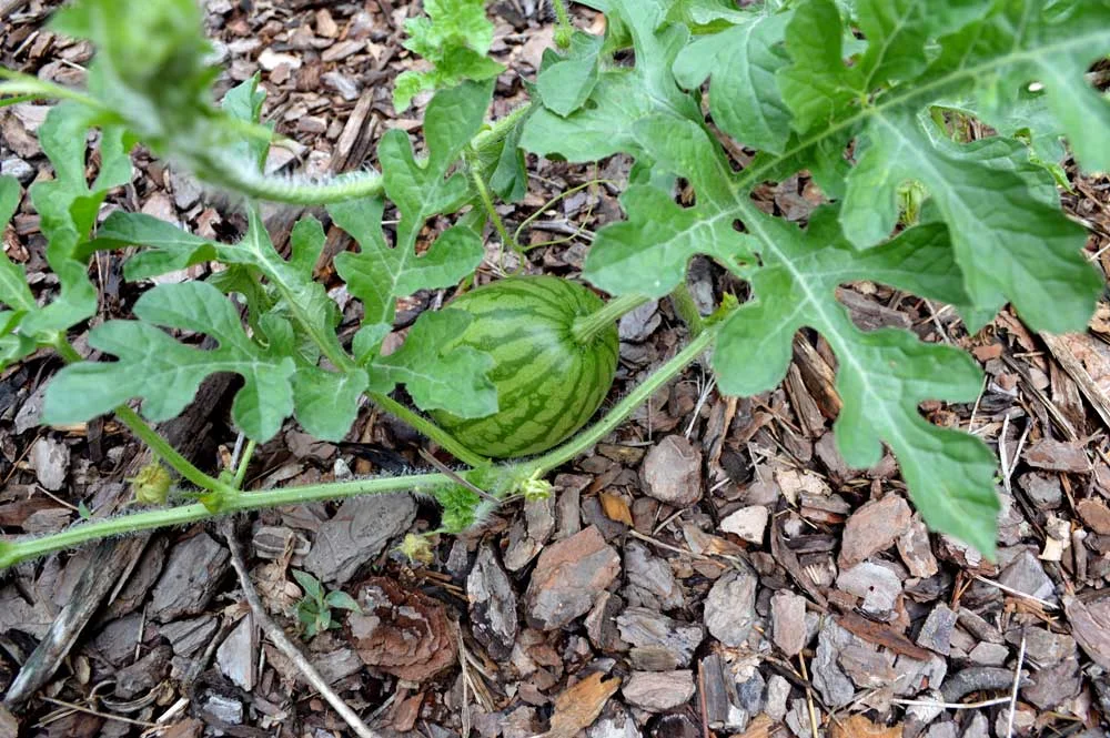 Watermelon-Baby.jpg