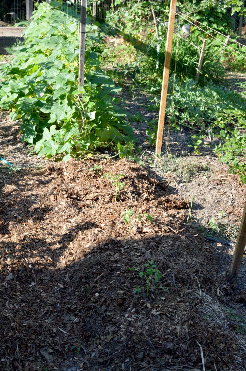  succession planting of tomatoes 