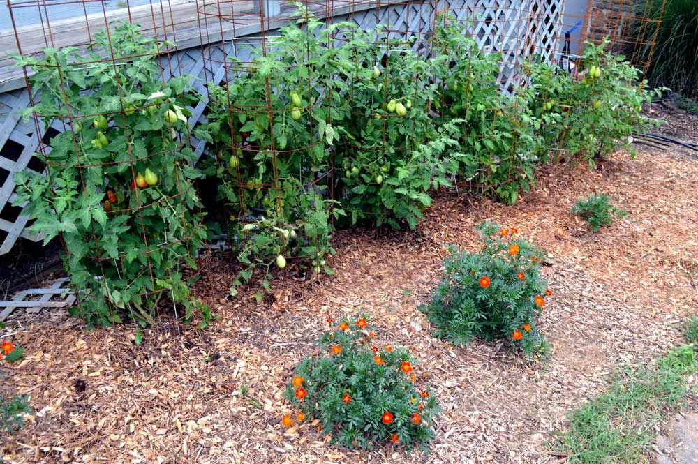 Tomatoes in Flower Beds along the side of my House