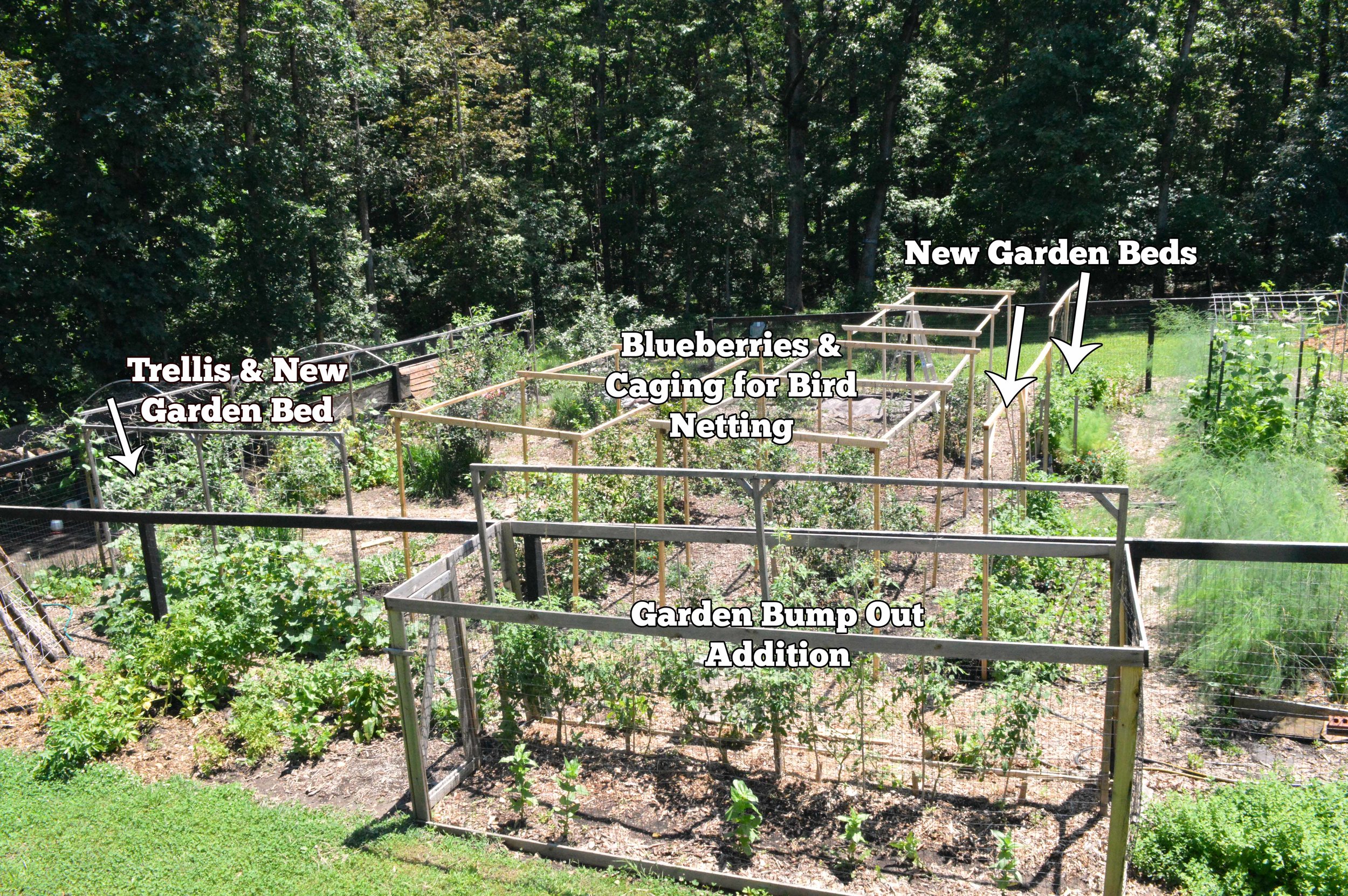 back of Garden 2019
