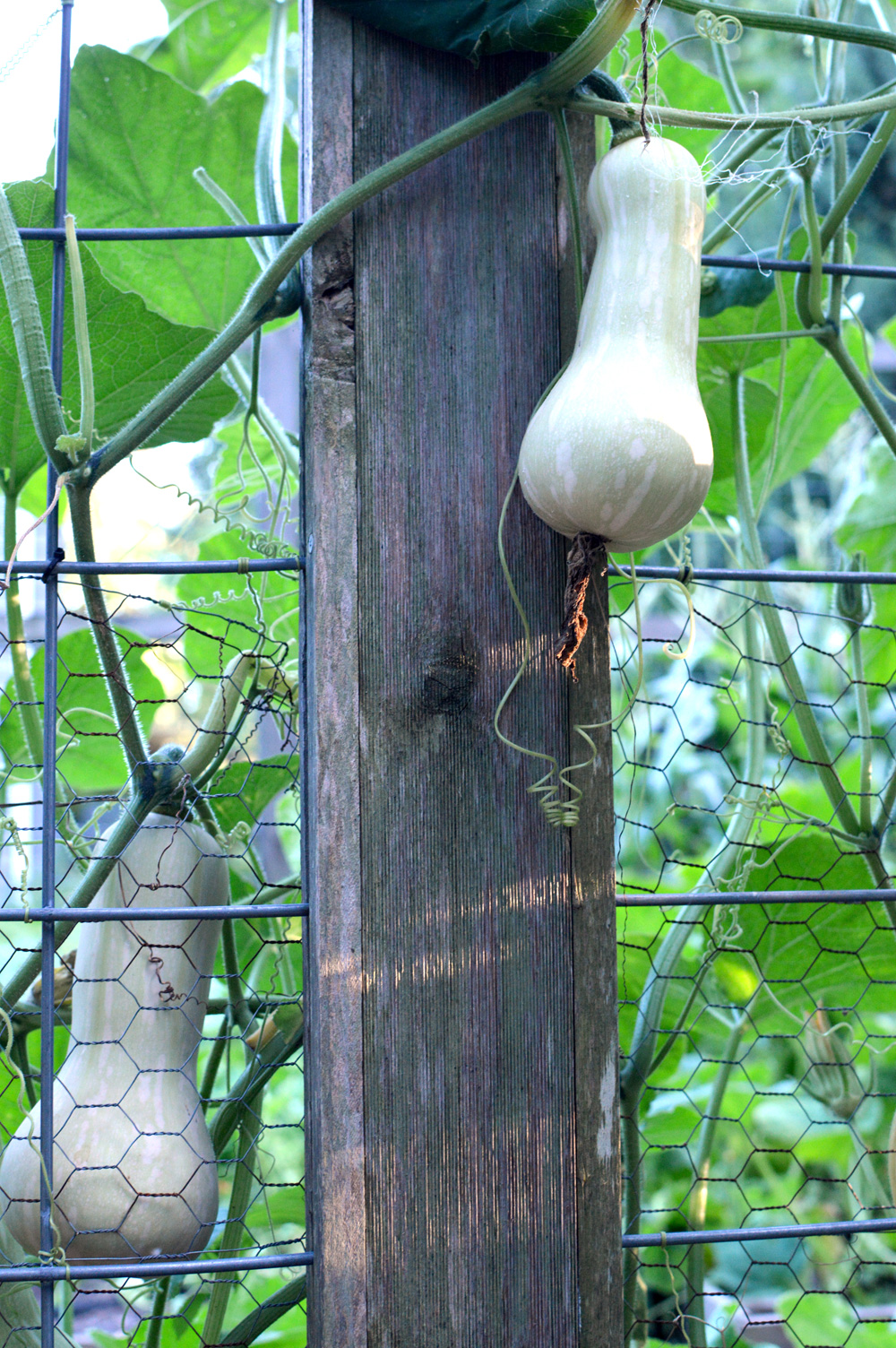 Butternut Squash. Growing it up the fence this year.