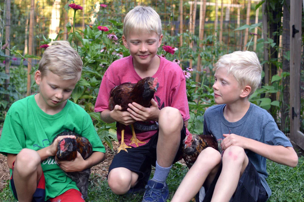 Boys-and-Roosters-.jpg