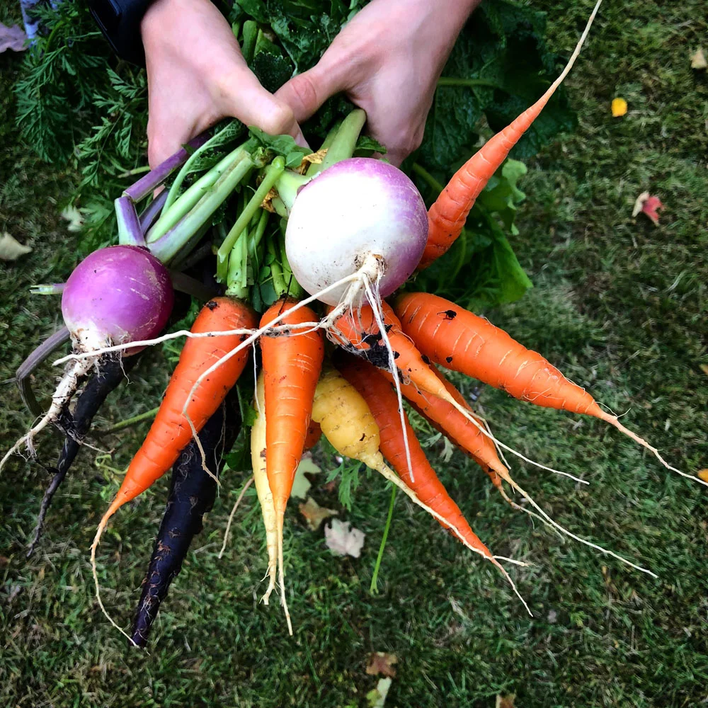 Purple top Turnips and a mix of carrot varieties