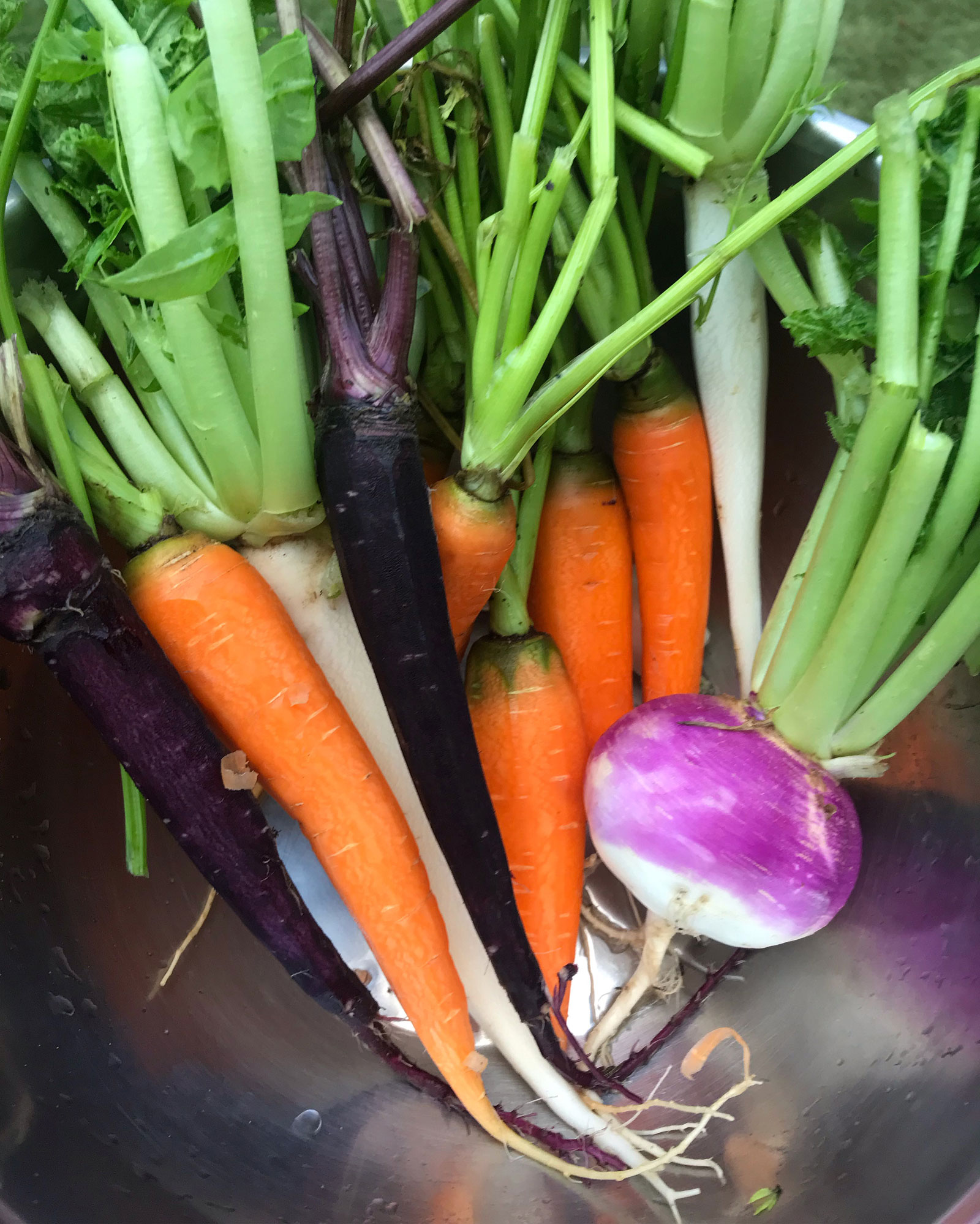  These were harvested in late winter. Frost kills the tops but the roots are still good. 