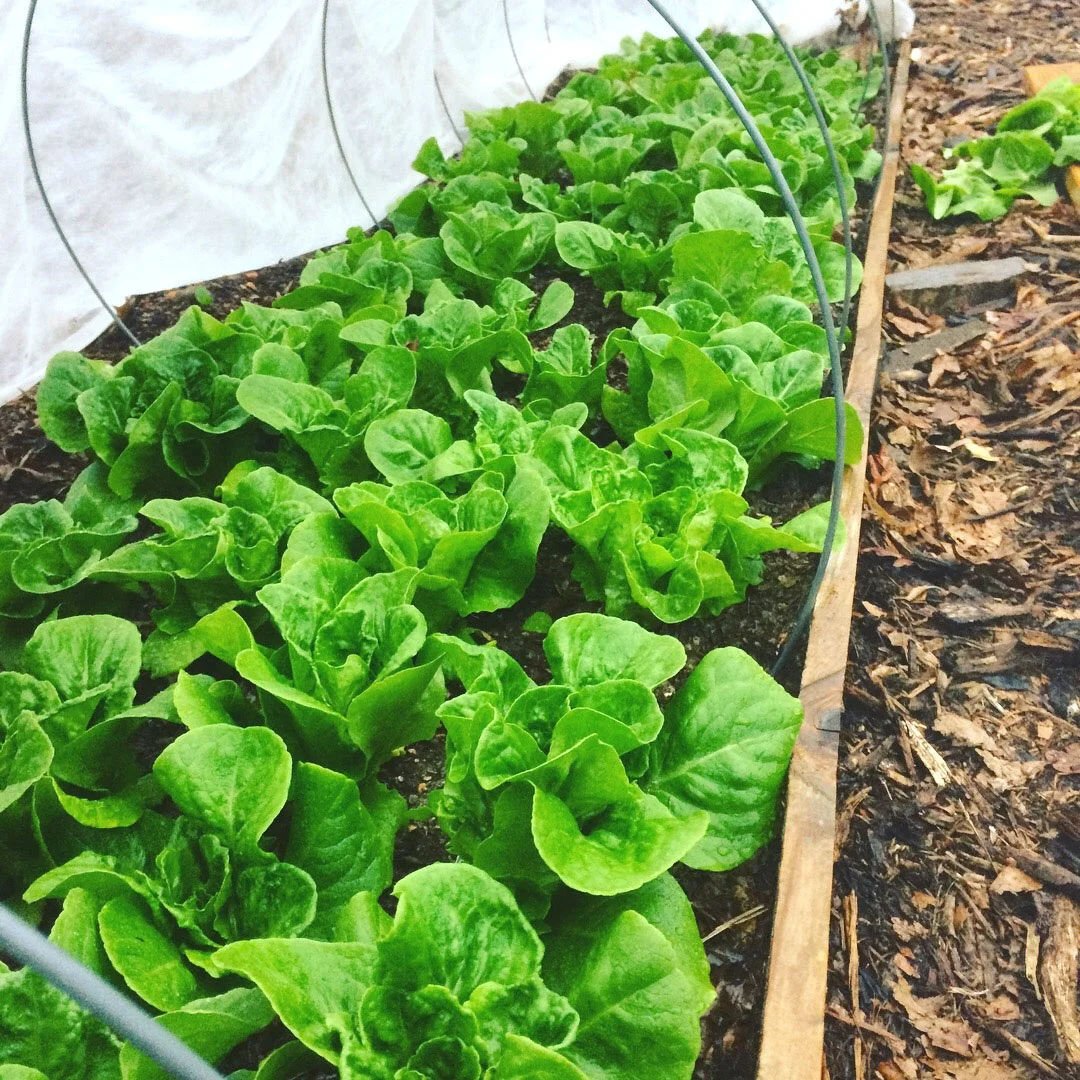 Winter Density Lettuce