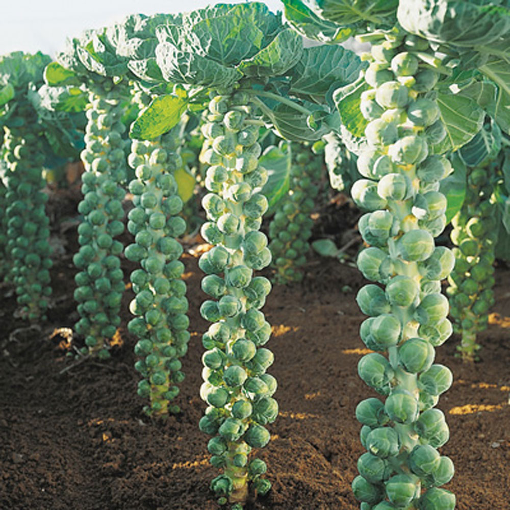 Photo Courtesy of Territorial Seed