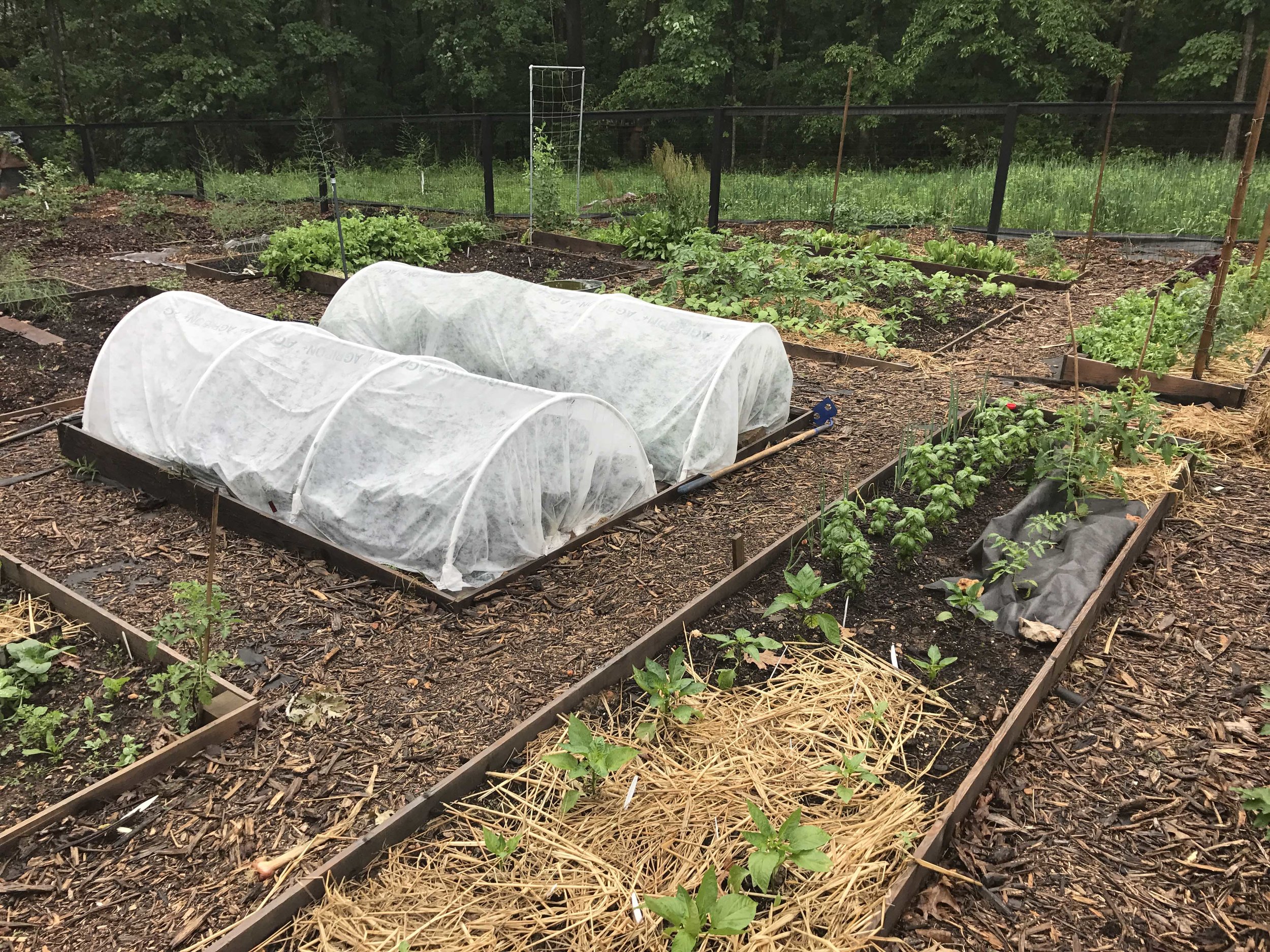  Row Cover on Low tunnels 