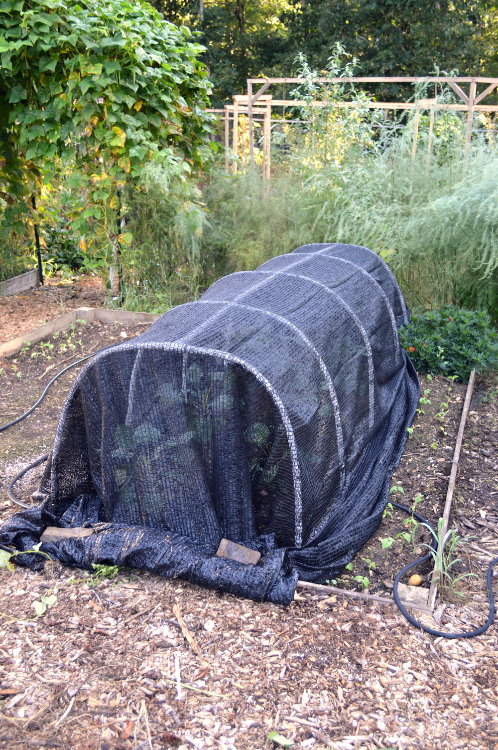  Shade Cloth on Low tunnel 