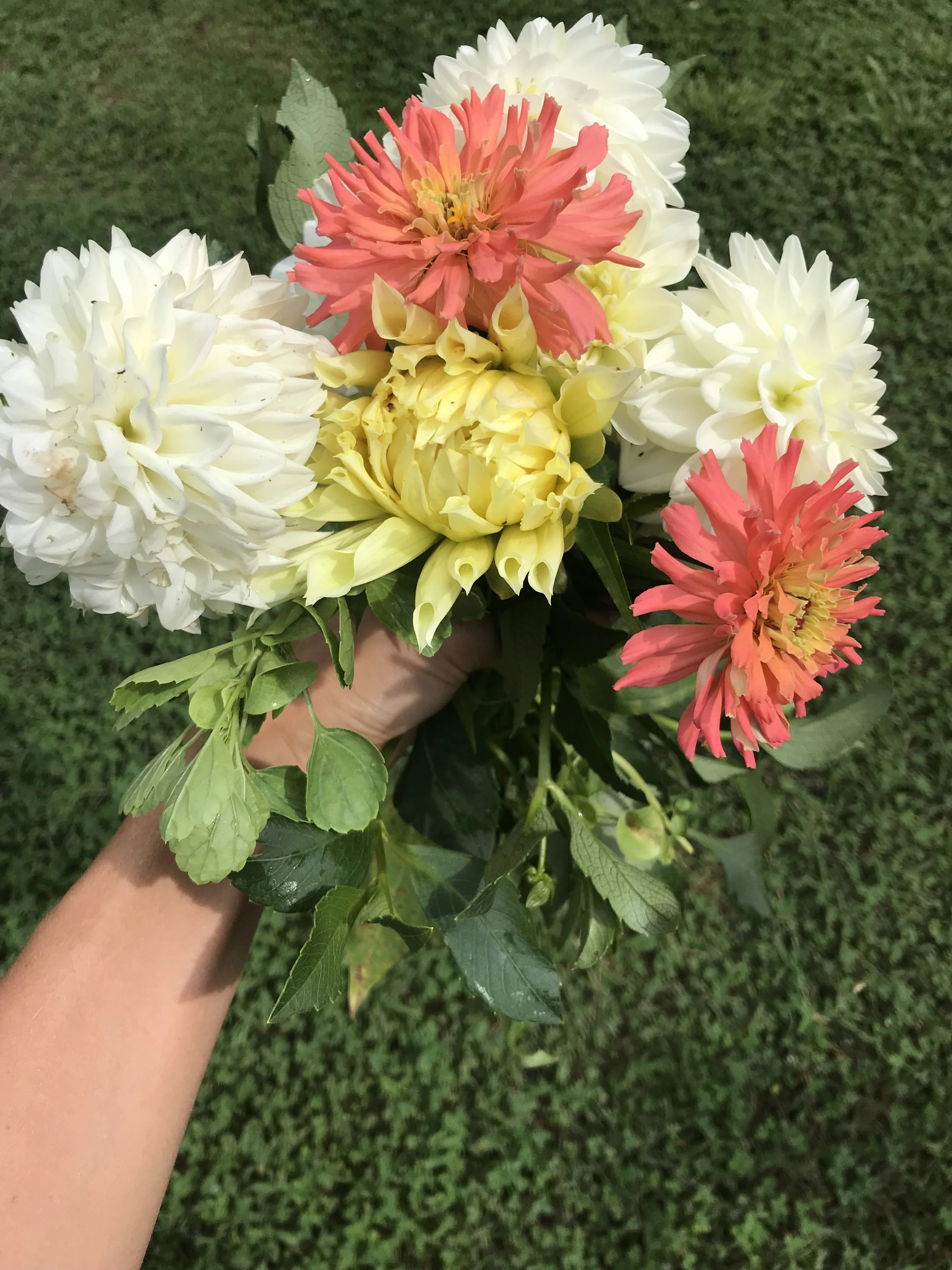  I've never been big on flowers until I started my own cutting garden. It’s the best thing ever to have fresh flowers for the house every week! 