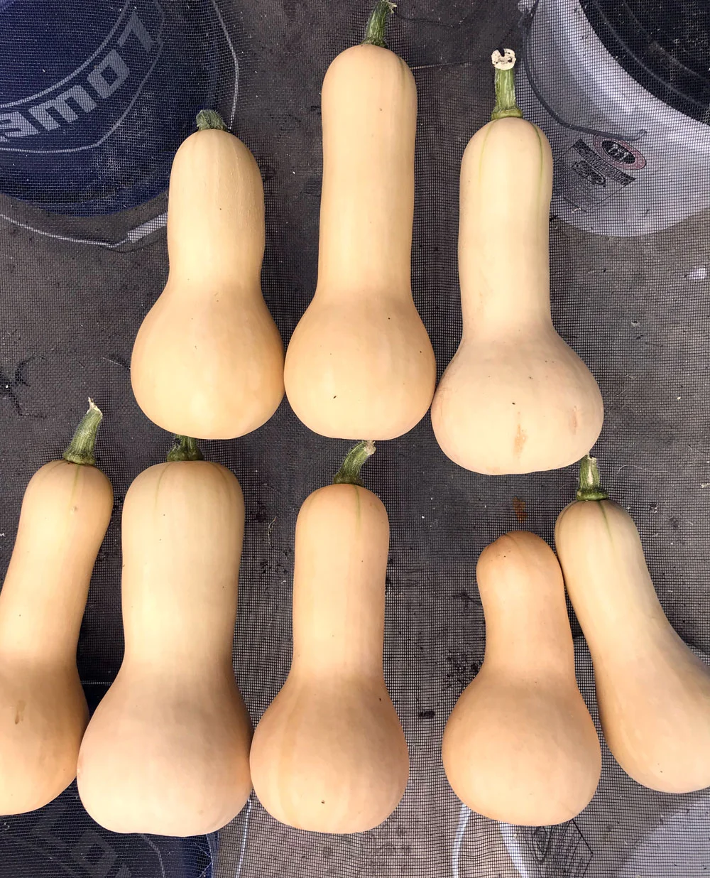 Butternut-Squash.jpg