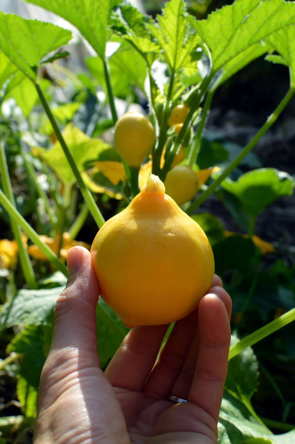 lemon-squash-2.jpg