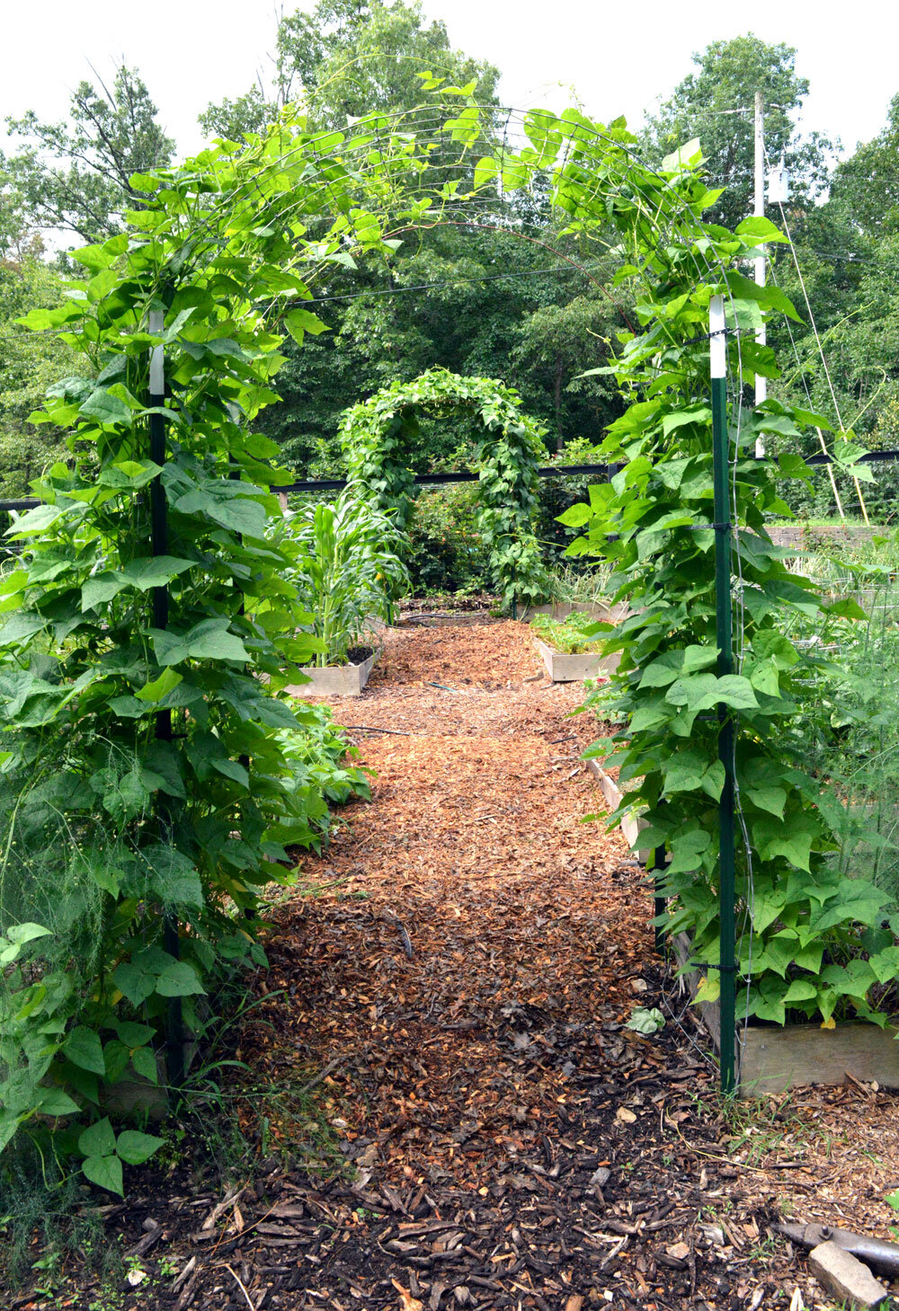  Pole Beans on an arch trellis 