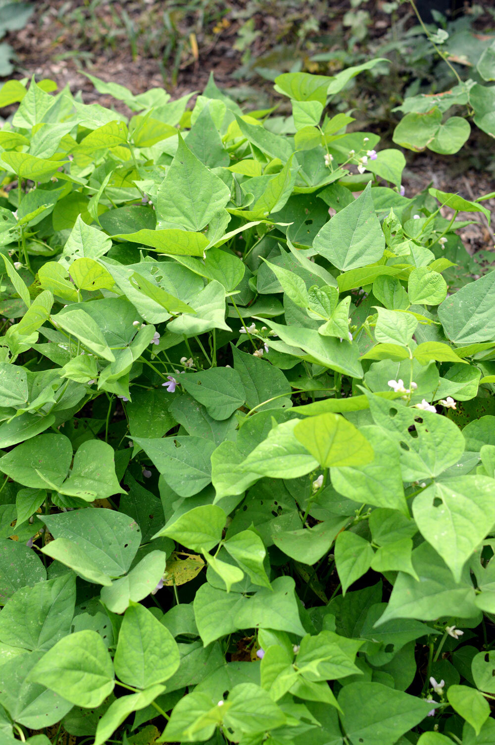 Beans spaced close together.