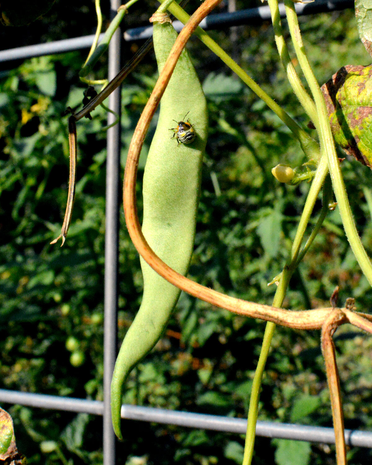  Green Stink Bug Nymph 