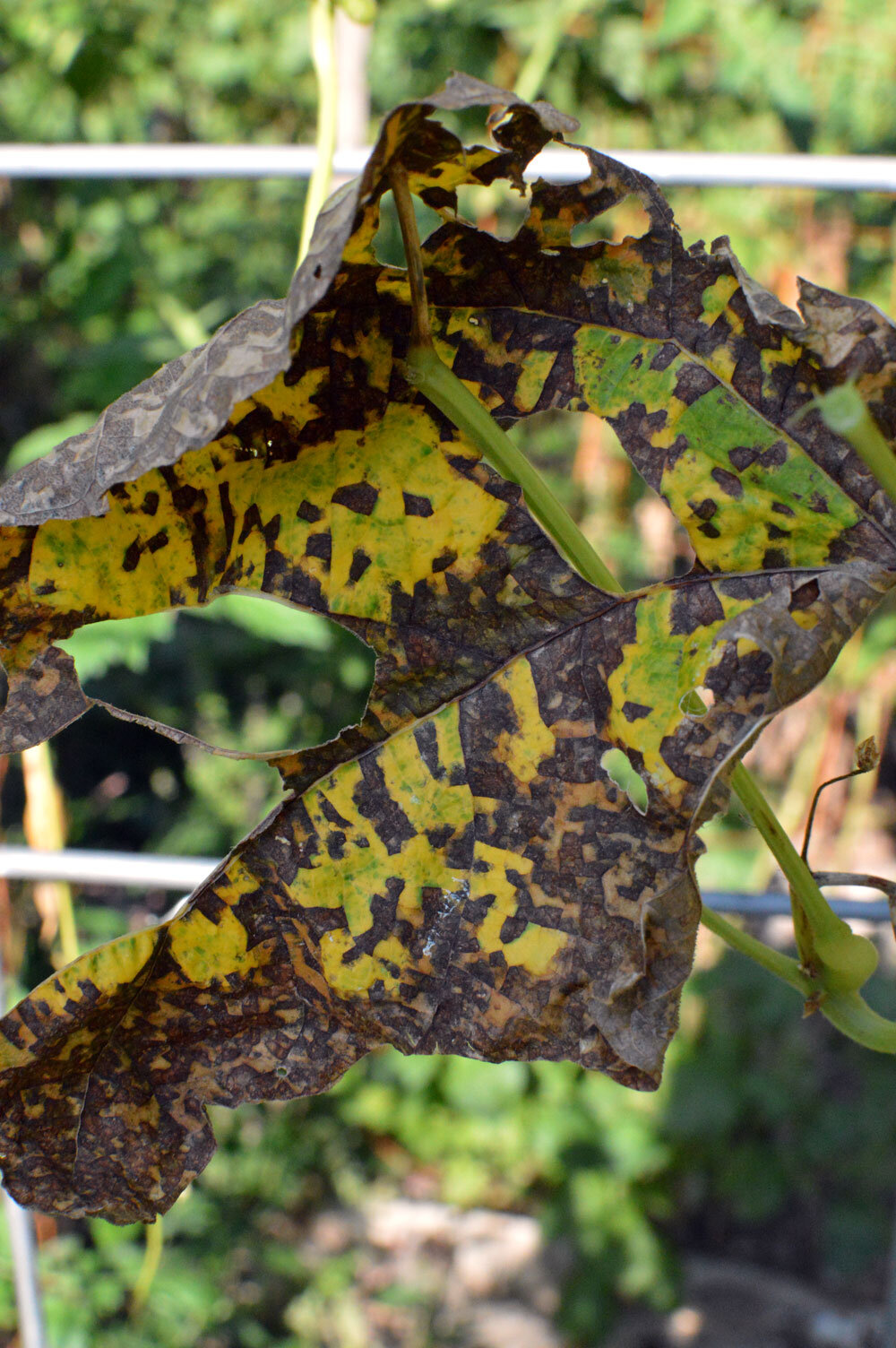  Angular leaf Spot on Beans 