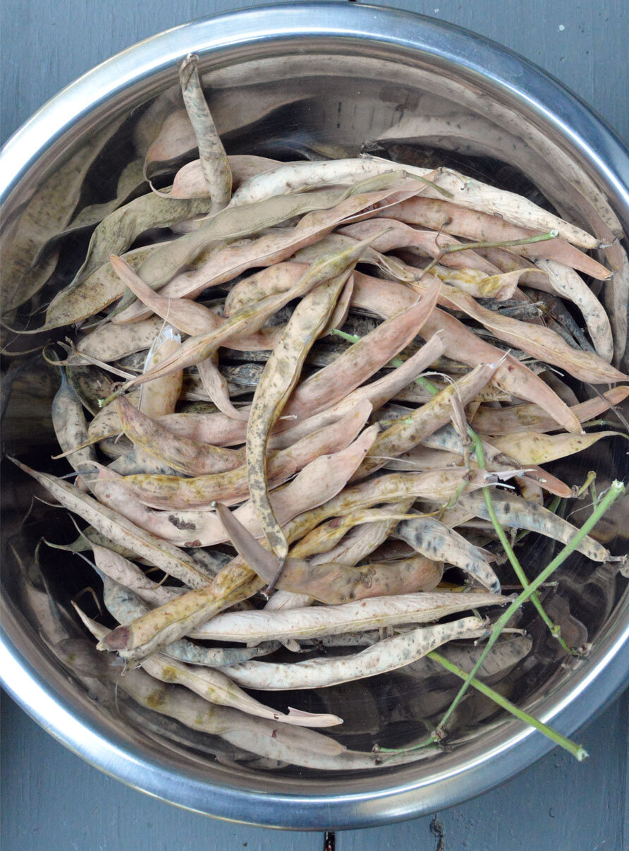 Dried bean pods in a bowl.