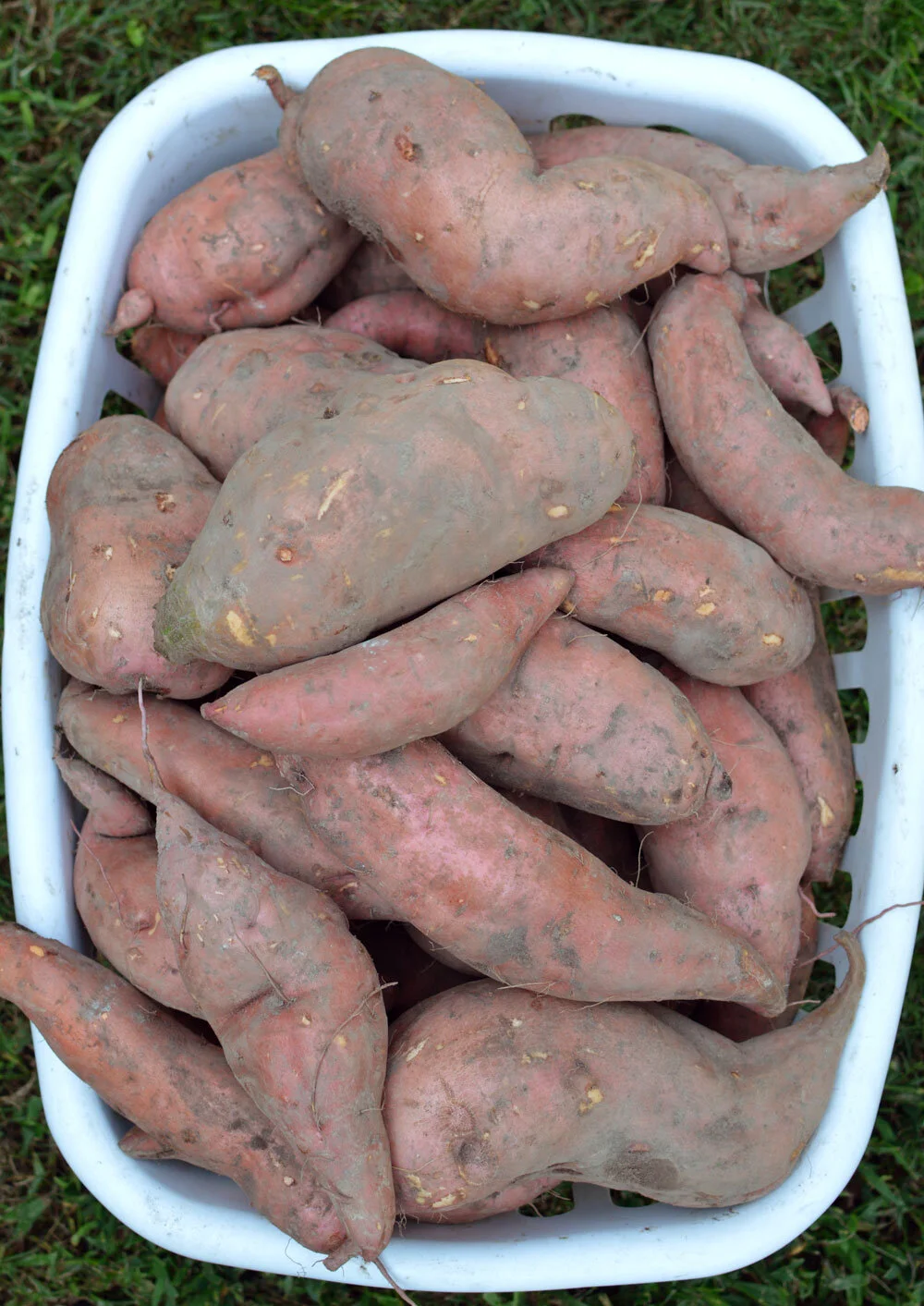 Sweet-Potato-Harvest-2019.jpg