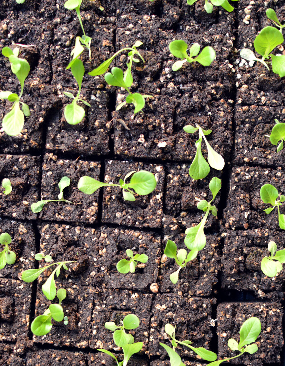 2-Inch-soil-blocks-lettuce.jpg