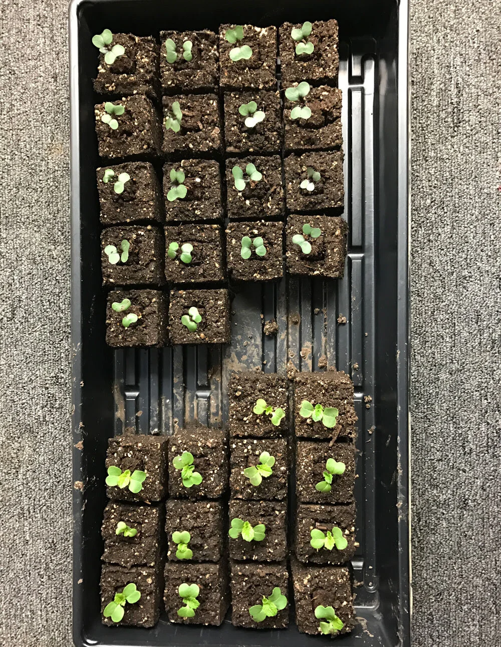 Cabbage Seedlings indoors