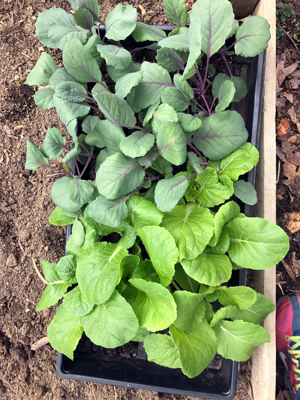 The same cabbage seedling being hardened off and getting ready to be transplanted