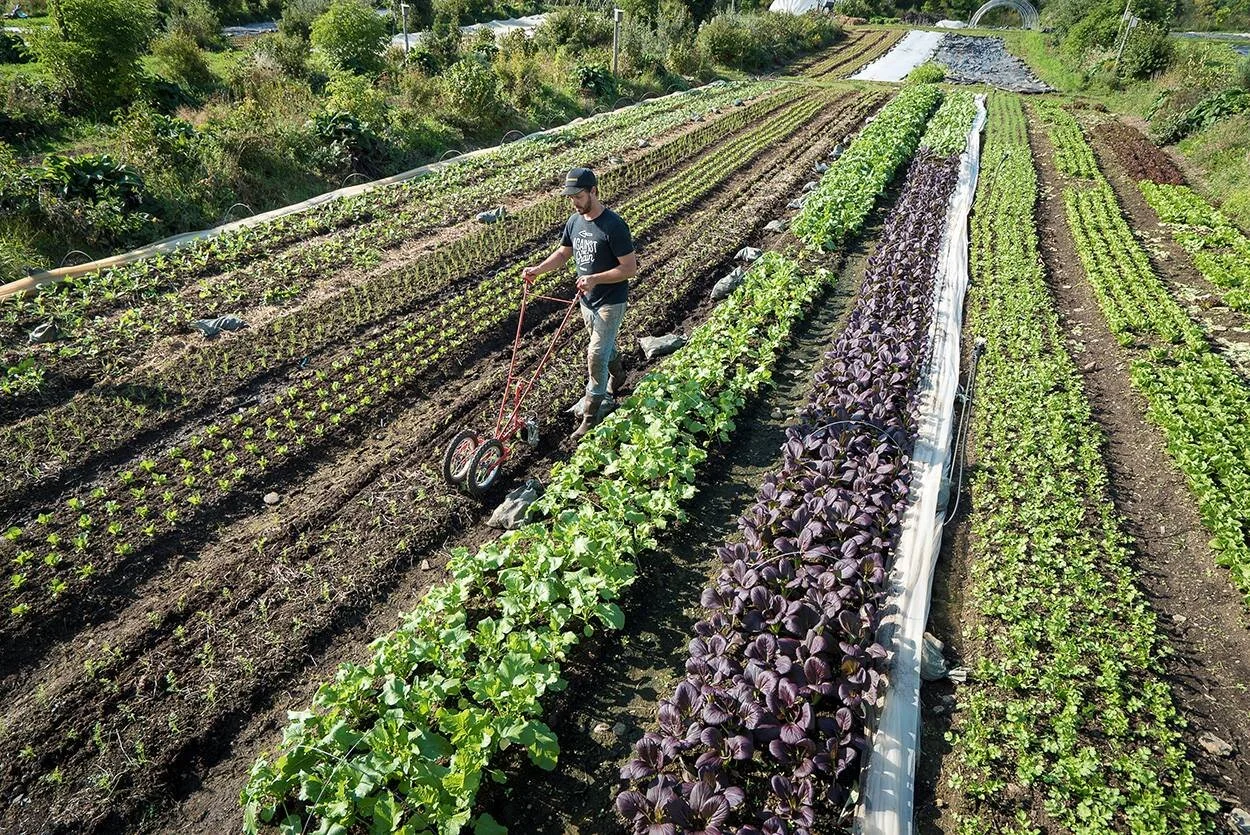 Photography by Alex Chabot, courtesy of the Market Gardener.