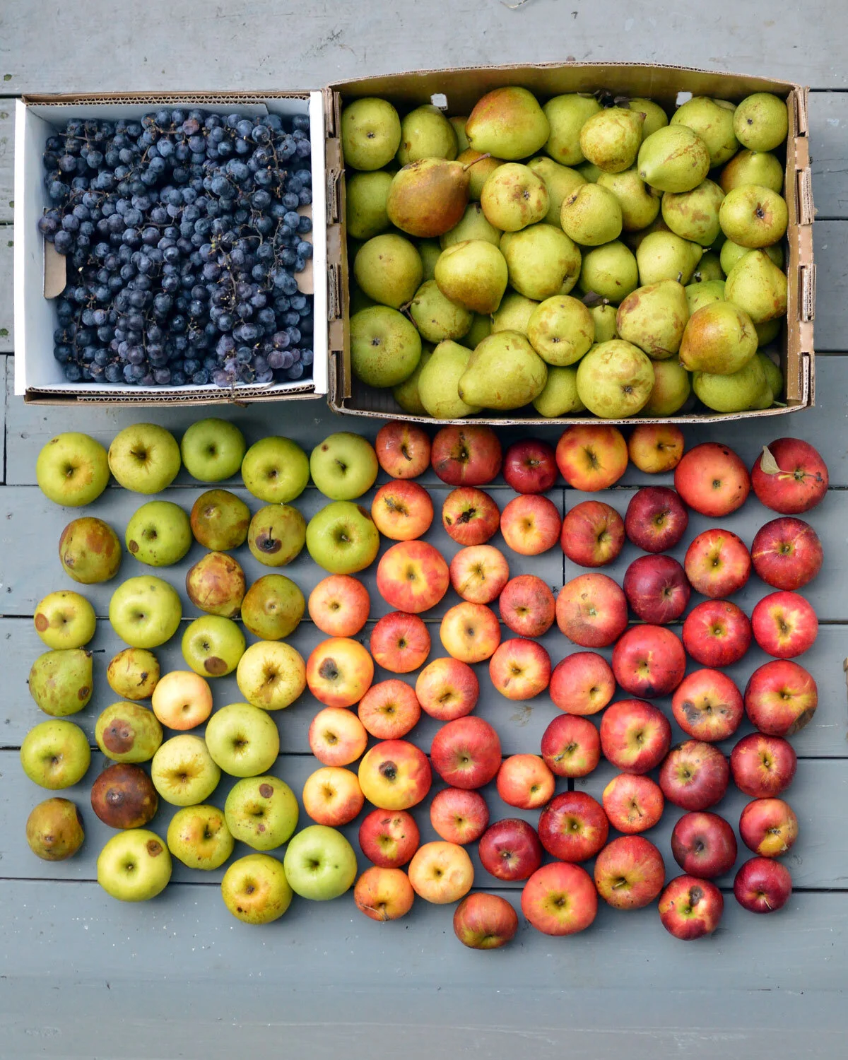 Fruit-Seconds-Sep-27-2019.jpg