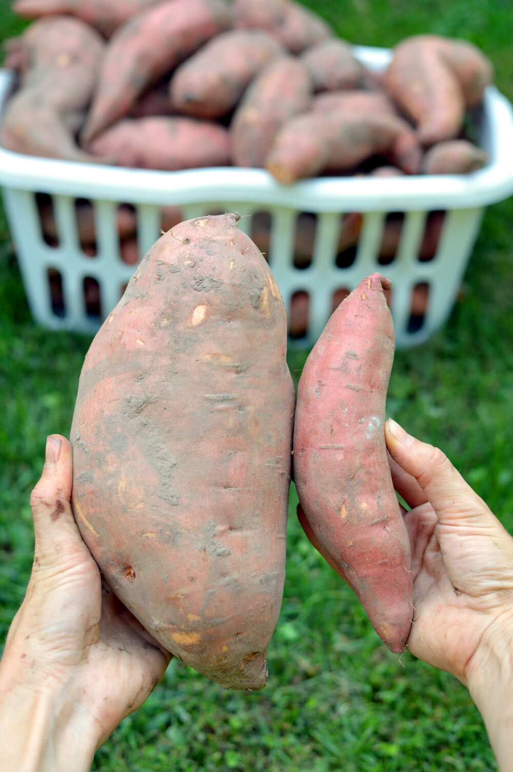 7 Secrets For Growing HUGE Sweet Potatoes