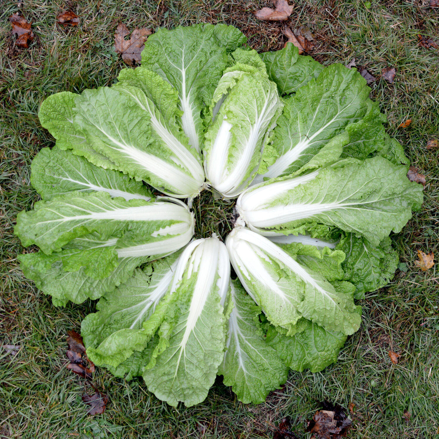  Chinese Cabbage. I can’t help myself making art out of it. 
