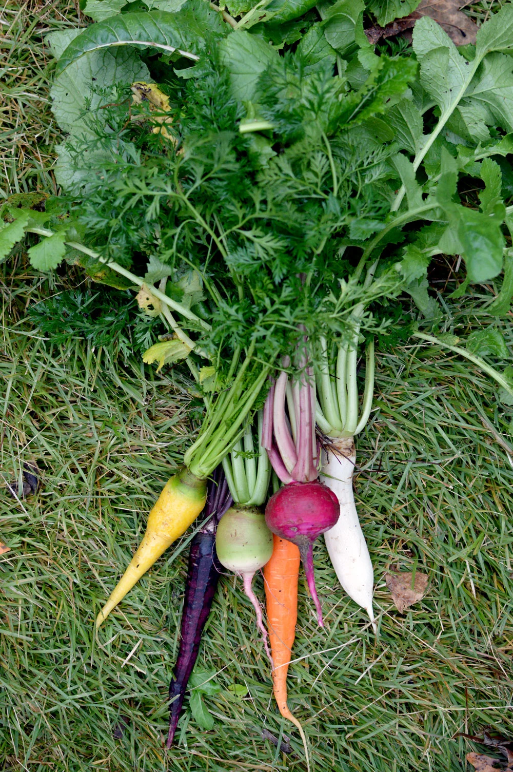 Left to right: Yellowstone carrot, black nebula carrot, chinese red meat radish, st. Valery carrot, scarlet ohno revival turnip, and Daikon Radish.