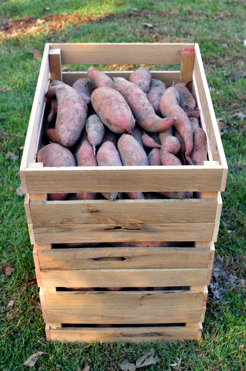 Cam built me some custom crates for my sweet potatoes. They nest together and are stackable! This is four crates stacked.