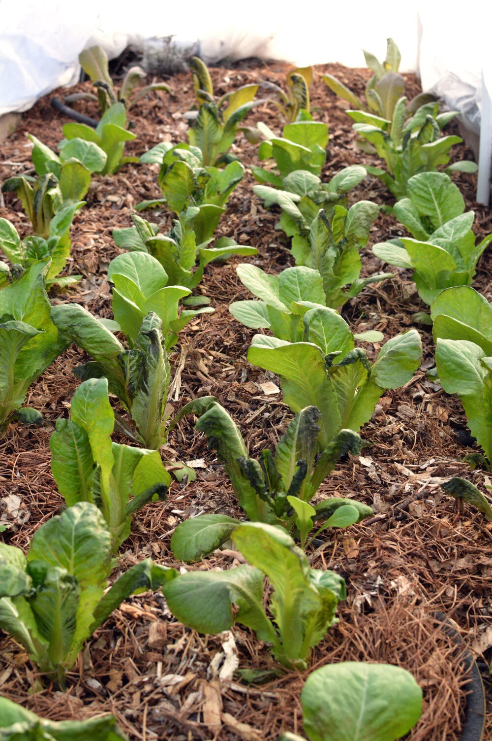 Winter density lettuce after being exposed to 12ºF.