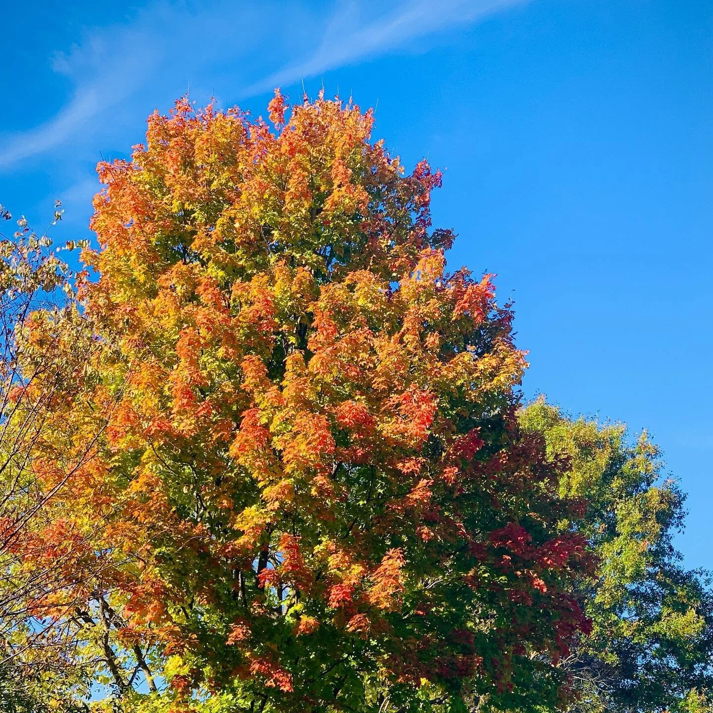 The church may be in an autumn&mdash;a season of change and disruption. Many days are dark with clouds and rain. The trees have lost leaves to the day&rsquo;s wind. Beauty can be caught, but it&rsquo;s fleeting in this season. This tree will be bare.