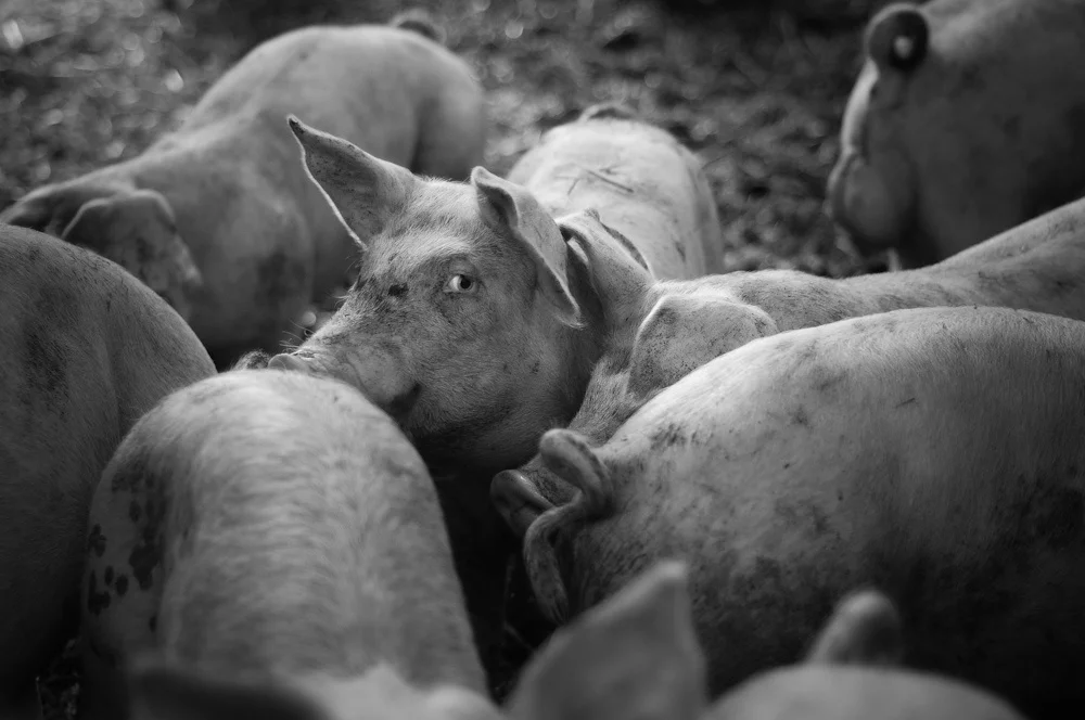 Image Credit: Lewis Hay