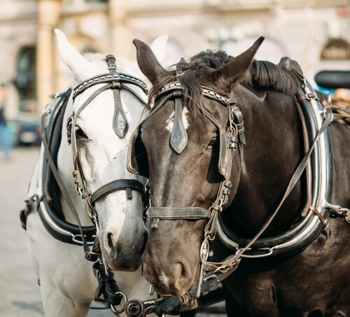 Horse drawn Carriage ride