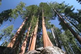 tallest trees.jpg